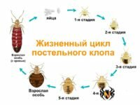 Обработка от клопов. Клопы домашние и их уничтожение — все, что вам нужно знать