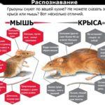 Удаление мышей и профилактика