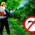 Как избавиться от комаров? Растения от комаров и средство от комаров.