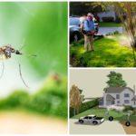 Дезинсекция комаров – все, что нужно знать