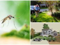 Дезинсекция комаров – все, что нужно знать