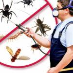 Дезинсекция – самая важная информация о борьбе с насекомыми