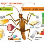 Что едят тараканы, чтобы выжить?