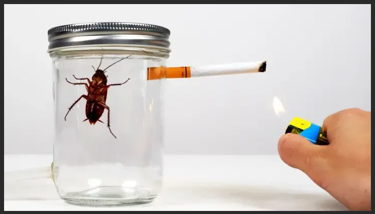 Тараканы любят сигаретный дым?